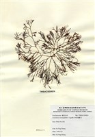 藏品(傘房龍鬚菜)的圖片